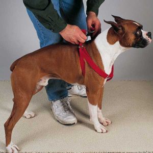 Guardian Gear - 2 Step Harness - 2 5-40Inch - Red Guardian Gear - 2 Step Harness - 2 5-40Inch - Red